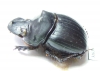 Dichotomius protectus  Venezuela - INSECTS-STORE.RU