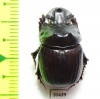 Dichotomius protectus  Venezuela - INSECTS-STORE.RU
