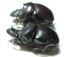 Dichotomius quinquelobatus, pair  Peru - INSECTS-STORE.RU