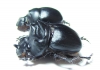 Dichotomius quinquidens, pair  Equador - INSECTS-STORE.RU