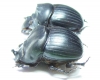 Dichotomius satanas angustus  Equador - INSECTS-STORE.RU