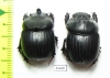Dichotomius satanas angustus  Equador - INSECTS-STORE.RU