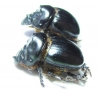Dichotomius satanas, pair  Costa Rica - INSECTS-STORE.RU