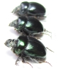 Dichotomius smaragdinus  Brasilia - INSECTS-STORE.RU