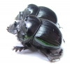 Dichotomius sp.  Argentina - INSECTS-STORE.RU