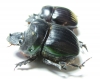 Dichotomius sp., pair  Panama - INSECTS-STORE.RU