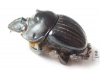 Dichotomius sp.  Panama - INSECTS-STORE.RU