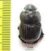 Dichotomius sp.  Panama - INSECTS-STORE.RU