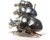 Dichotomius sp., pair  Bolivia - INSECTS-STORE.RU