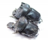 Attavicinus monstrosus, pair  Mexico (myrmecophilous) - INSECTS-STORE.RU