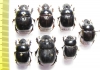 Scarabaeinae sp.  Bolivia - INSECTS-STORE.RU