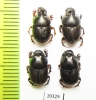Scarabaeinae sp.  Thailand - INSECTS-STORE.RU