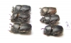 Caccobius kelleri, pair  Russia, Far East - INSECTS-STORE.RU