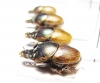 Digitonthophagus sp., pair  South Africa Rep. - INSECTS-STORE.RU