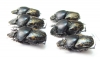 Onthophagus marginalis, pair  Russia, Astrakhan reg. - INSECTS-STORE.RU