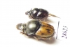Onthophagus sp.  Namibia - INSECTS-STORE.RU
