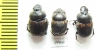 Onthophagus sp., pair  Tanzania - INSECTS-STORE.RU