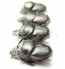 Onthophagus taurus, pair  Russia, Volgograd reg. - INSECTS-STORE.RU