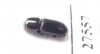 Aphodiinae sp.  Madagascar - INSECTS-STORE.RU