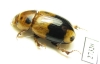 Aphodiinae sp.  South Africa Rep. - INSECTS-STORE.RU