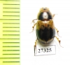 Aphodiinae sp.  South Africa Rep. - INSECTS-STORE.RU