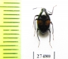Scaphidiidae sp.  Madagascar - INSECTS-STORE.RU