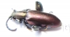 Sagra sp.  Madagascar - INSECTS-STORE.RU