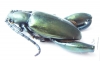 Sagra sp.  Madagascar - INSECTS-STORE.RU