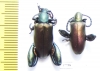 Sagra sp., pair  Madagascar - INSECTS-STORE.RU