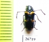 Chrysomelidae sp.  South Africa Rep. - INSECTS-STORE.RU