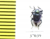 Chrysomelidae sp.  South Africa Rep. - INSECTS-STORE.RU