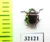 Chrysomelidae sp.  South Africa Rep. - INSECTS-STORE.RU