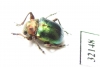Chrysomelidae sp.  South Africa Rep. - INSECTS-STORE.RU