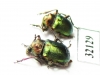Chrysomelidae sp.  South Africa Rep. - INSECTS-STORE.RU