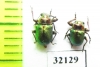 Chrysomelidae sp.  South Africa Rep. - INSECTS-STORE.RU