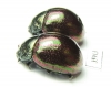 Chrysomelidae sp.  Tanzania - INSECTS-STORE.RU