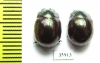 Chrysomelidae sp.  Tanzania - INSECTS-STORE.RU