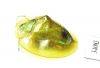 Chrysomelidae sp.  Ecuador - INSECTS-STORE.RU