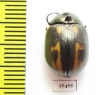 Chrysomelidae sp.  Mexico - INSECTS-STORE.RU