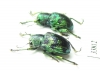 Chrysomelidae sp.  Indonesia, Sulawesi - INSECTS-STORE.RU
