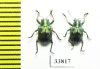 Chrysomelidae sp.  Indonesia, Sulawesi - INSECTS-STORE.RU