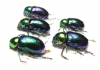 Chrysochares asiaticus  Russia, Volgograd reg. - INSECTS-STORE.RU