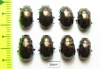 Chrysomelidae sp.  Russia, Tuva reg. - INSECTS-STORE.RU