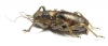 Acanthoproctus sp.  Zambia - INSECTS-STORE.RU