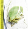 Orthoptera sp.  Peru - INSECTS-STORE.RU