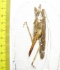 Orthoptera sp.  Peru - INSECTS-STORE.RU