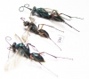 Hymenoptera sp.  India - INSECTS-STORE.RU