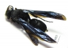 Hymenoptera sp.  Zambia - INSECTS-STORE.RU