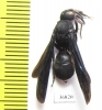 Hymenoptera sp.  Zambia - INSECTS-STORE.RU