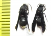 Hymenoptera sp.  Zambia - INSECTS-STORE.RU